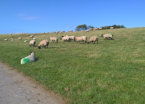 Schafherde am Deich Friedrichskoog