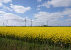 Rapsfeld bei Friedrichskoog mit Windmhlen