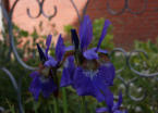 Blume im Garten Alte Tpferei Friedrichskoog