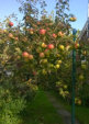 Apfelbaum Alte Tpferei Friedrichskoog